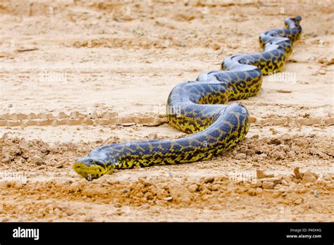 Cobra Amarela No Brasil - Sucuri anaconda cobra Eunectes notaeus sucuri-amarela Fauna Natureza ...