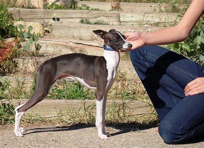 Italian Greyhound Training Tips • Globerove.com