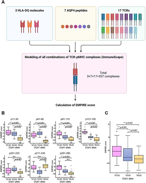 energetic stability  pmhc complex  procedure  modeling