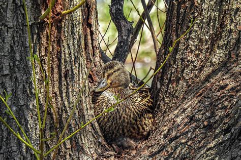 Nesting Mallard Photograph by ChristineMarie Images