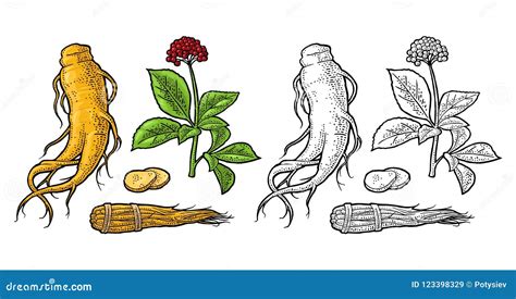 Root And Leaves Panax Ginseng Vector Engraving Illustration