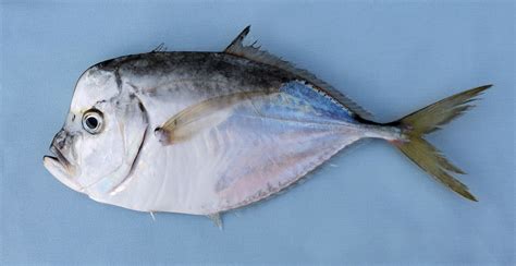 Pacific Moonfish | Mexico – Fish, Birds, Crabs, Marine Life, Shells and