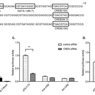 Characterization of the transcription factor binding elements. (A ... 