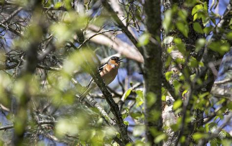 Robin Pássaro Natureza Animais Foto Gratuita No Pixabay Pixabay