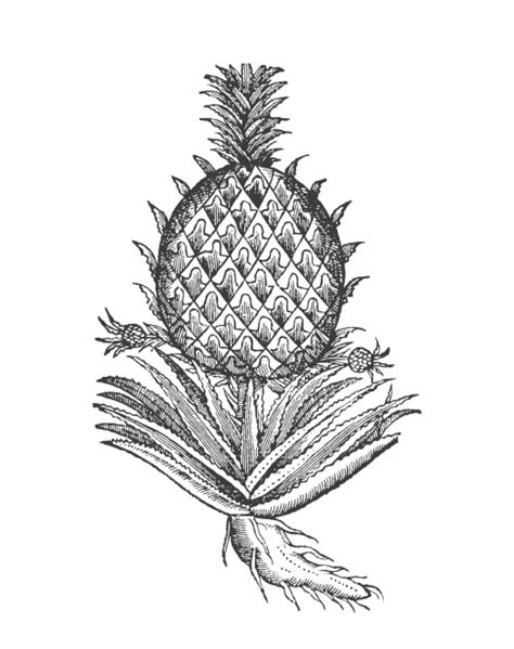 Pineapple Fruit Line Art Free Stock Photo Public Domain Pictures