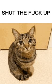 Shut The Fuck Up Meme GIFs Tenor