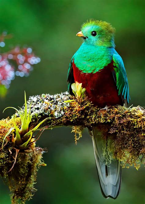 beautiful birds   world pictures