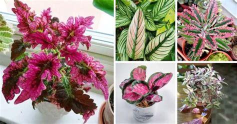 32 Beautiful Pink Houseplants You Would Love To Grow In Your Home