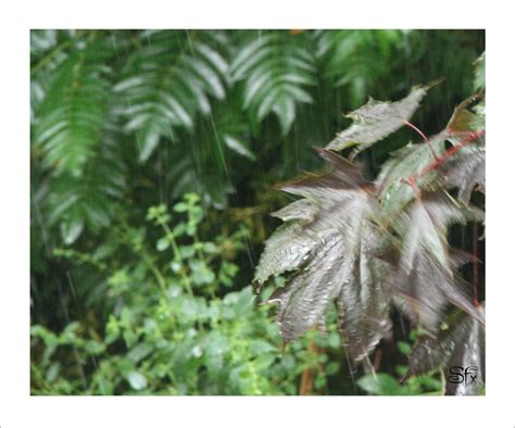 wind rain art  starfields