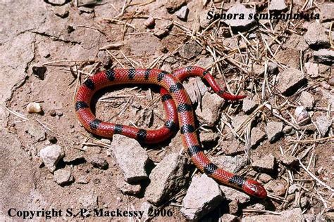 Sonora Semiannulata Ground Snake Snake Sonora Reptiles