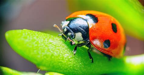 What Do Ladybugs Eat And Drink A Z Animals