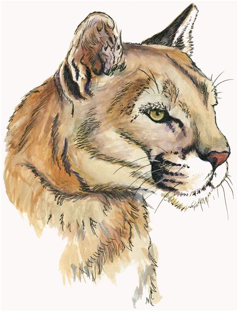mountain lion drawing