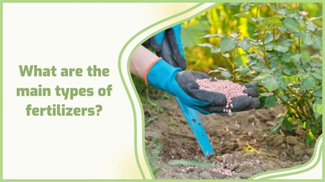 What are the main types of fertilizers?☘️