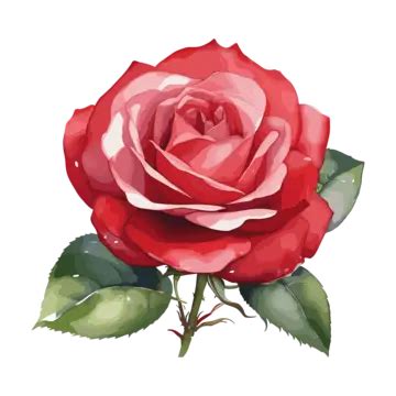 Single Watercolor Rose Rose Flower Watercolor Png Transparent Image