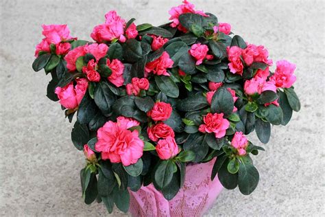 how to care for azaleas in a pot
