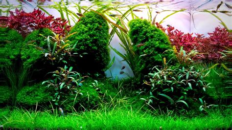 Complete Aquascaping Beginners Guide Learn ALL The Basics