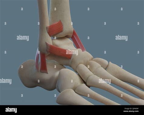 Anatomía humana de la articulación del tobillo incluyendo ligamentos y