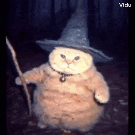 wizard cat funny gif wizard cat cat funny descobrir  compartilhar gifs