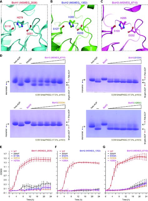 Structure-guided functional analysis for the conserved catalytic triad... | Download Scientific ...