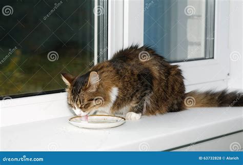 Cat Lapping Milk From A Saucer Stock Photo Image 63732828