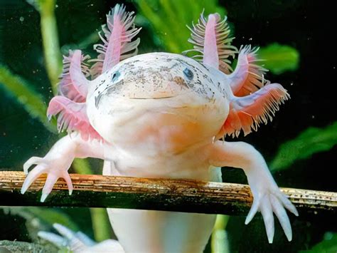 Pearl Axolotl Ambystoma Mexicanum Sims Tropical Fish Tropical Fish