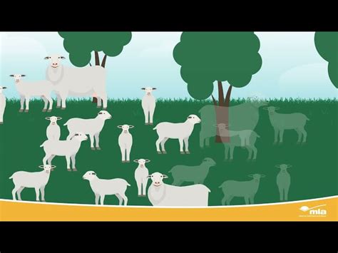 Module 2 Episode 1 Sheep Reproduction Traits