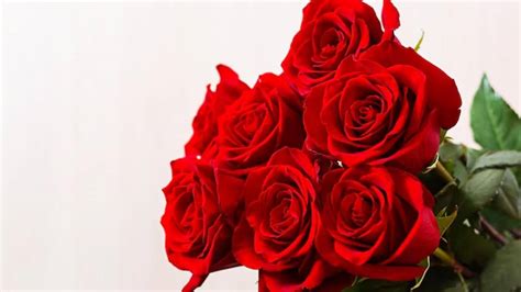 fakta menarik bunga mawar simbol cinta  punya  makna sukabumi update