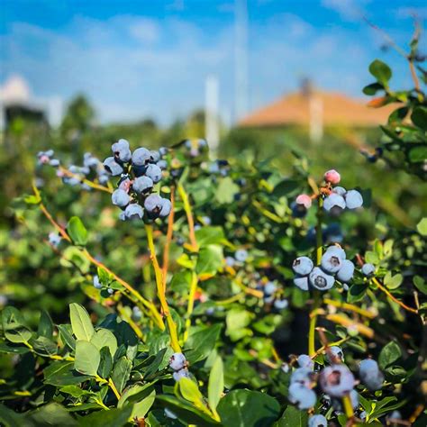 Premier Blueberry Bushes For Sale The Tree Center