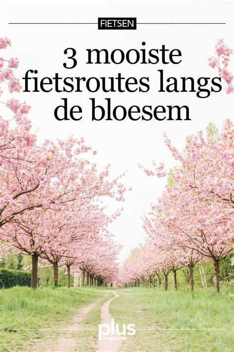 Vier De Lente Met Deze Bloesemroutes Artofit