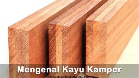 4 Manfaat Kayu Kamper Anti Rayap Beserta Plus Minus Harga