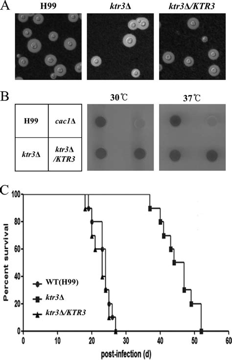 Analysis Of Virulence Associated Phenotypes Of The Ktr Mutant Strain