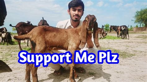 Beetal Goat Farming Businesses In Pakistan Beetal Goats Bkra For