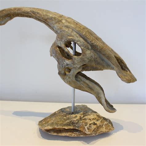 Parasaurolophus Fossil - Etsy