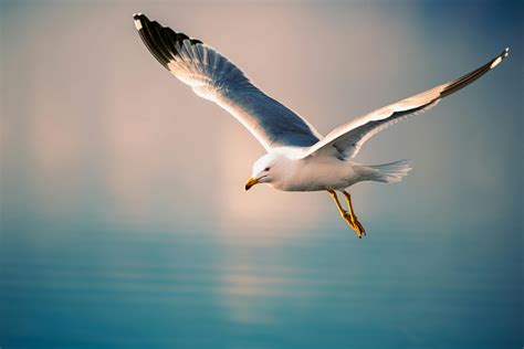 photo   flying seagull  stock photo