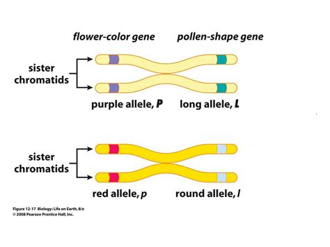 Ap Bio Q1 Week 1 21 22 Mr Grodski Chemistry