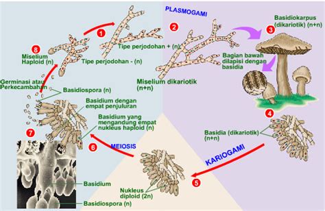 Klasifikasi Kingdom Jamur Fungi Info Pendidikan Dan Biologi