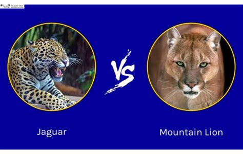 Jaguar Vs. Mountain Lion | What Are The Differences? - WildLifeGrow