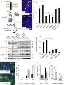 An Organoid Based Model Of Cortical Development Identifies Non Cell