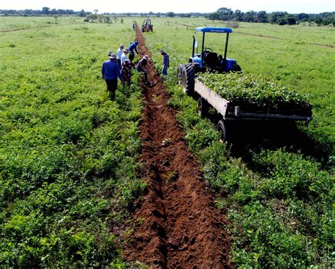 Projeto De Integra O Lavoura Pecu Ria E Floresta Inicia Plantio De