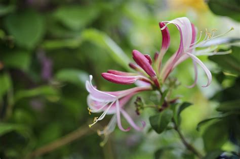 Honeysuckle: Lonicera and how to grow it - Gardens Illustrated