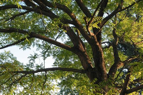 8 Types Of Locust Trees With Pictures Environment Go