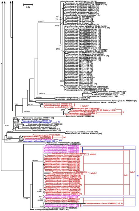 Maximum Likelihood Tree Bottom Part Phylogram As Inferred With Raxml