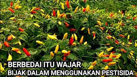 Perawatan Cabe Ori Supaya Berbuah Lebat Youtube