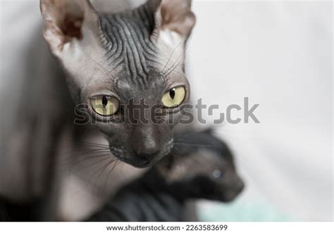 Close Portrait Naked Black Sphinx Cat Stock Photo 2263583699 Shutterstock