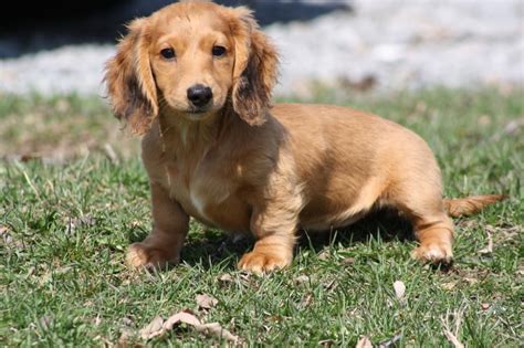 Salsicha Com Pelo Longo - Dachshund pelo largo | Dachshund love, Dogs of the world, Dog breeds