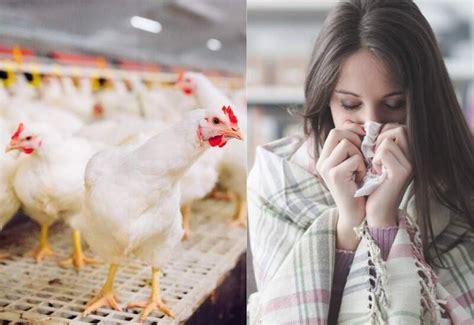 Bird Flu Outbreak Can Infect Human Creating Pandemic Who Issues Alert