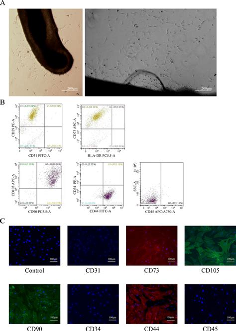 Isolation And Characterization Of Human Hair Follicle Derived