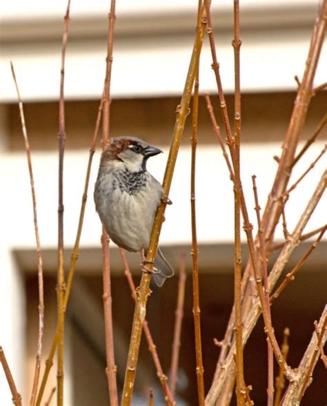 The Critters In My Yard Roger Hyttinen Author