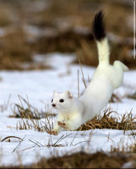 25 Stoat Pictures Because They Re The Cutest Little Predators