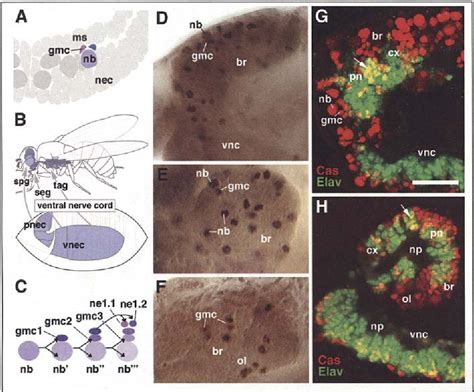 figure   chapter   development ofthe drosophila larval brain